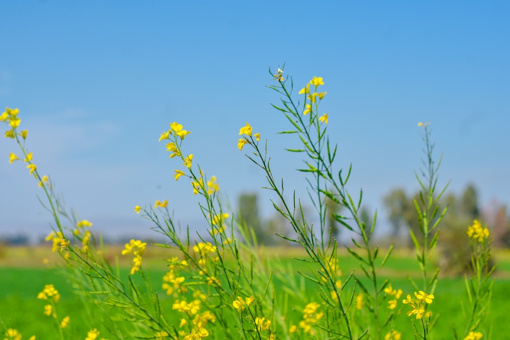 a green field with yellow flowers and a blue sky