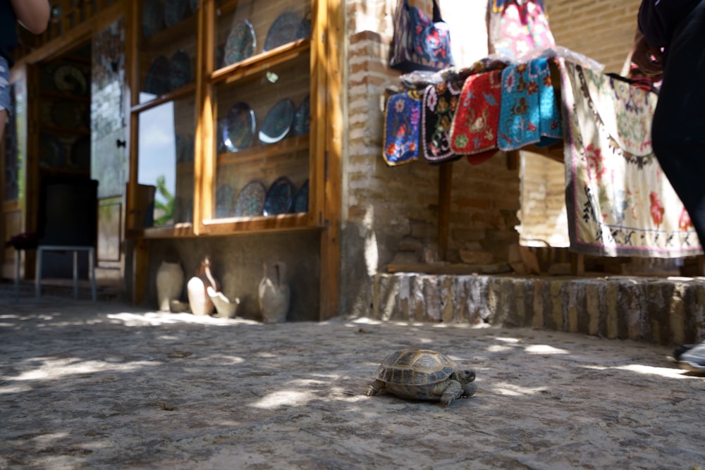 a tortoise laying on the ground in front of a store