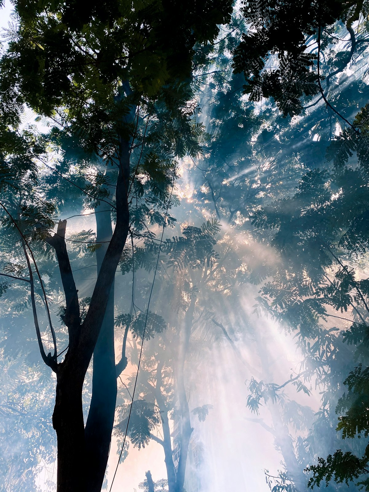 Morning sunlight filtering in rays through a forest canopy, grown-tree register