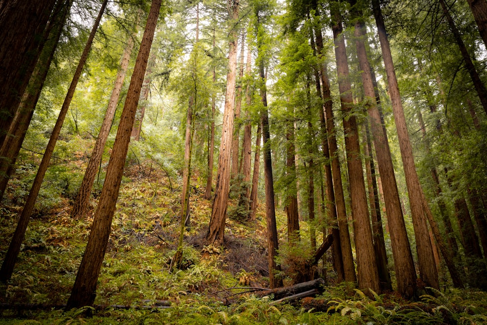 a forest filled with lots of tall trees