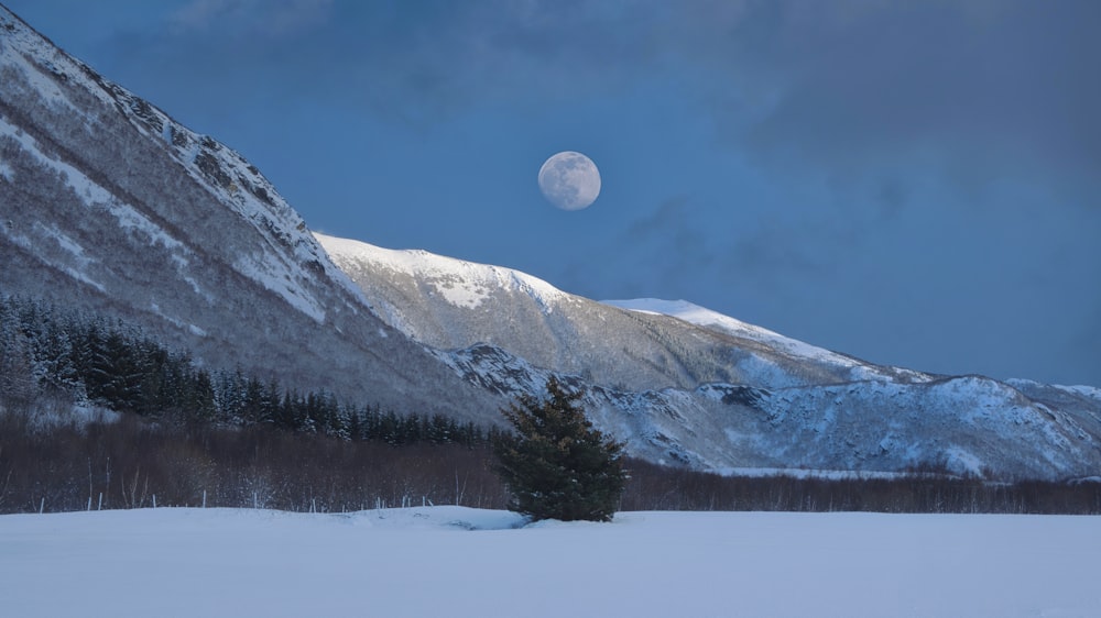 a snow covered mountain with a tree in the foreground