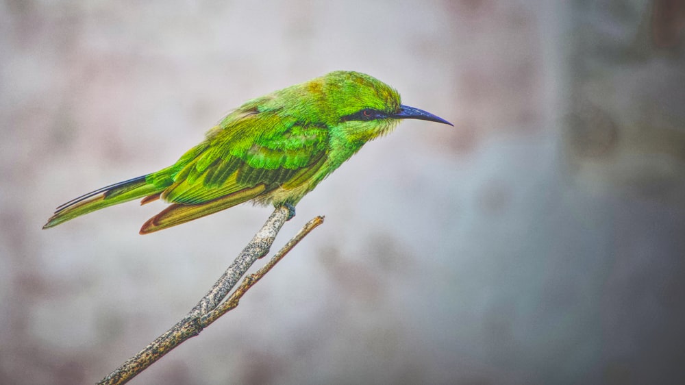 a small green bird sitting on a branch