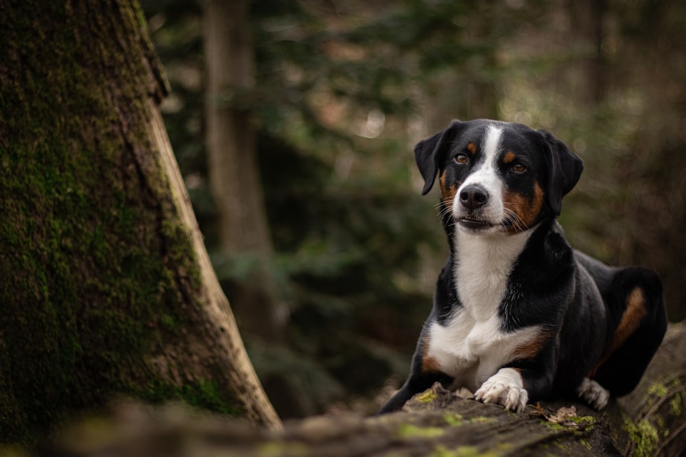 Ein Hund sitzt auf einem Baumstamm im Wald