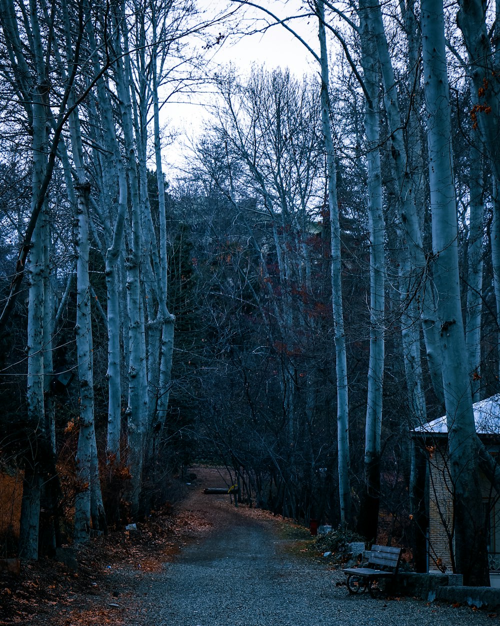 a dirt road surrounded by trees and a bench