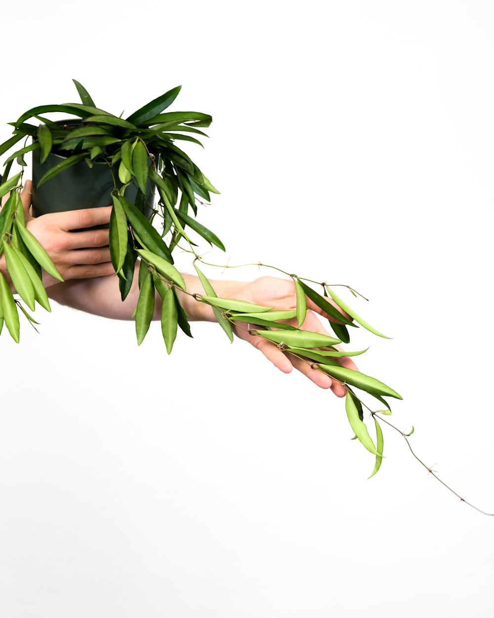 a person holding a potted plant in their hands