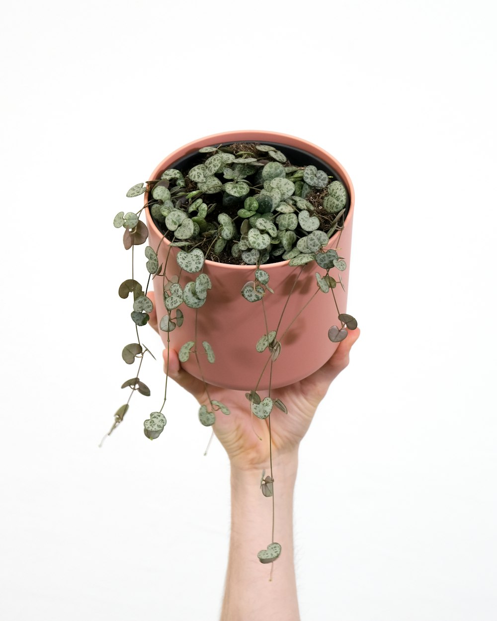 a hand holding a pink pot with a plant in it
