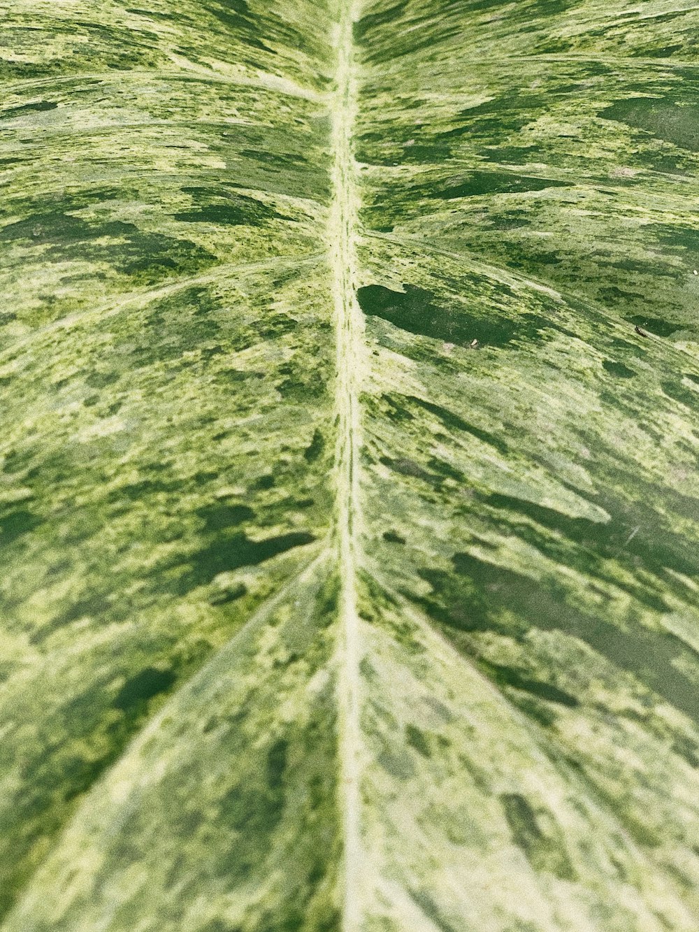 a close up of a large green leaf