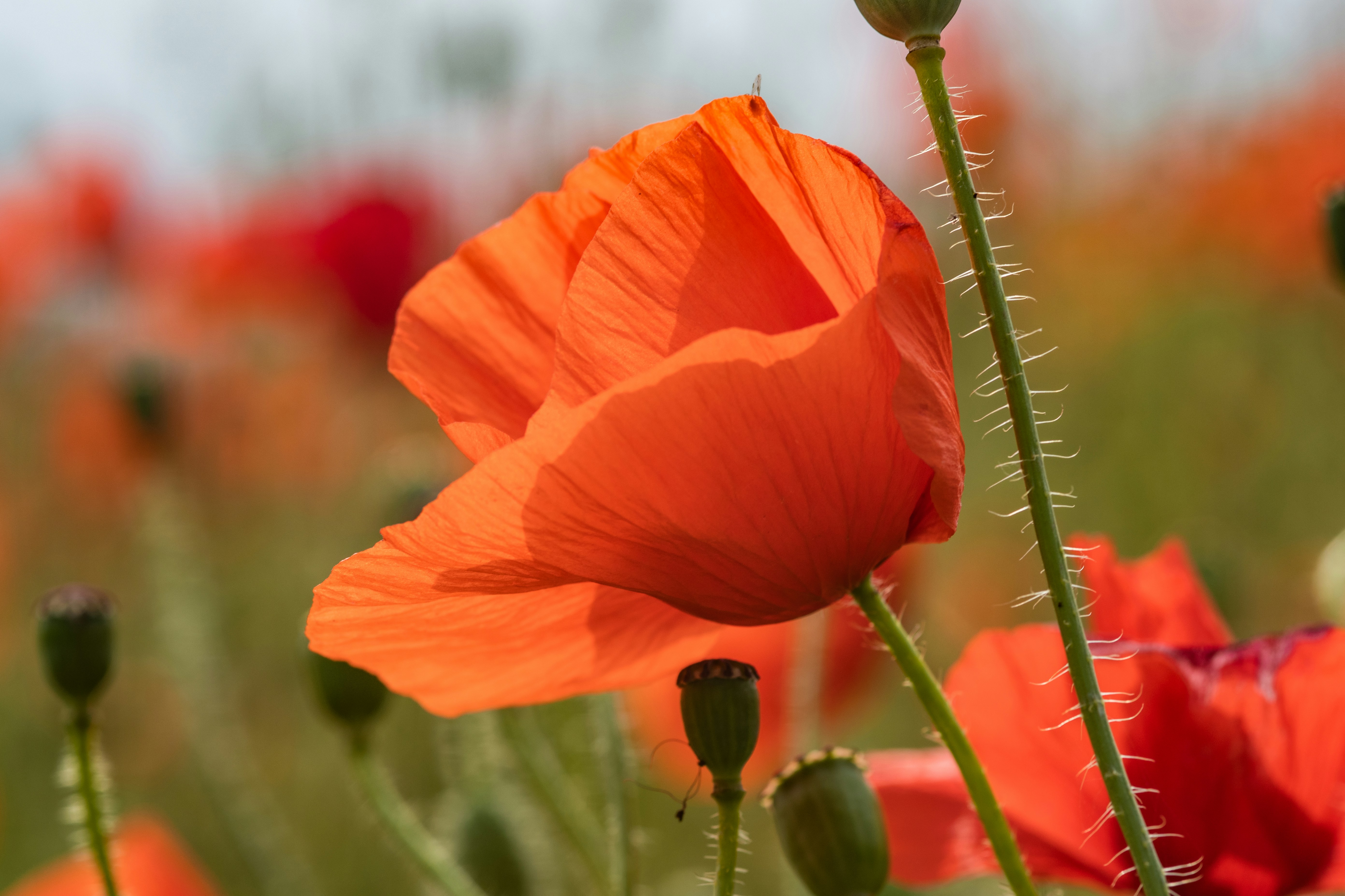 Photo by siegfriedpoepperl