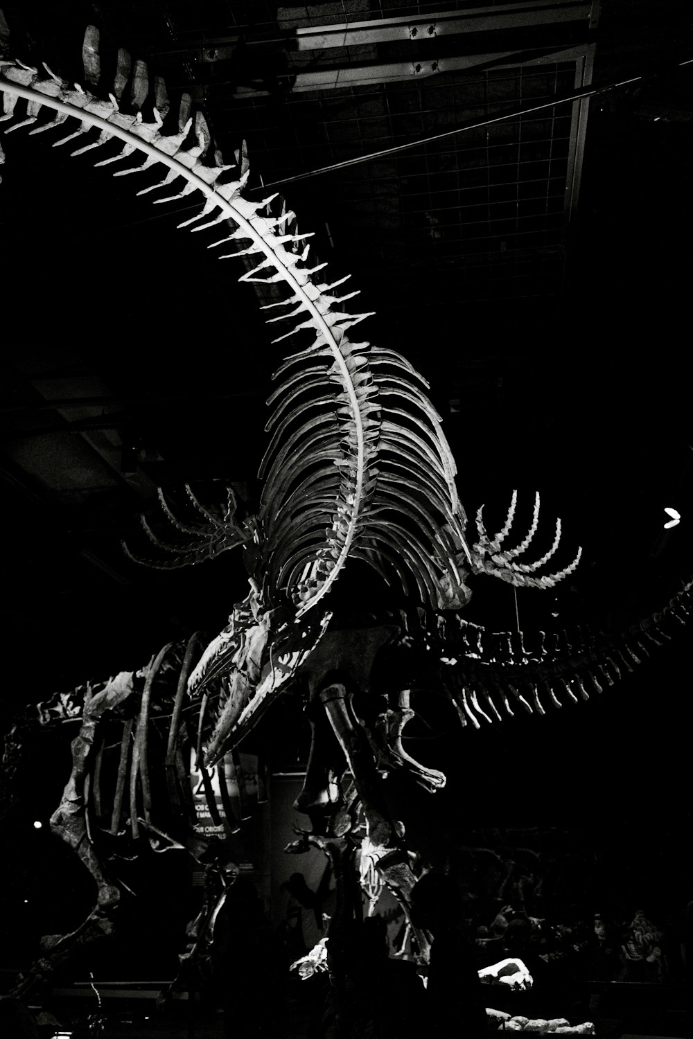a skeleton of a dinosaur in a museum