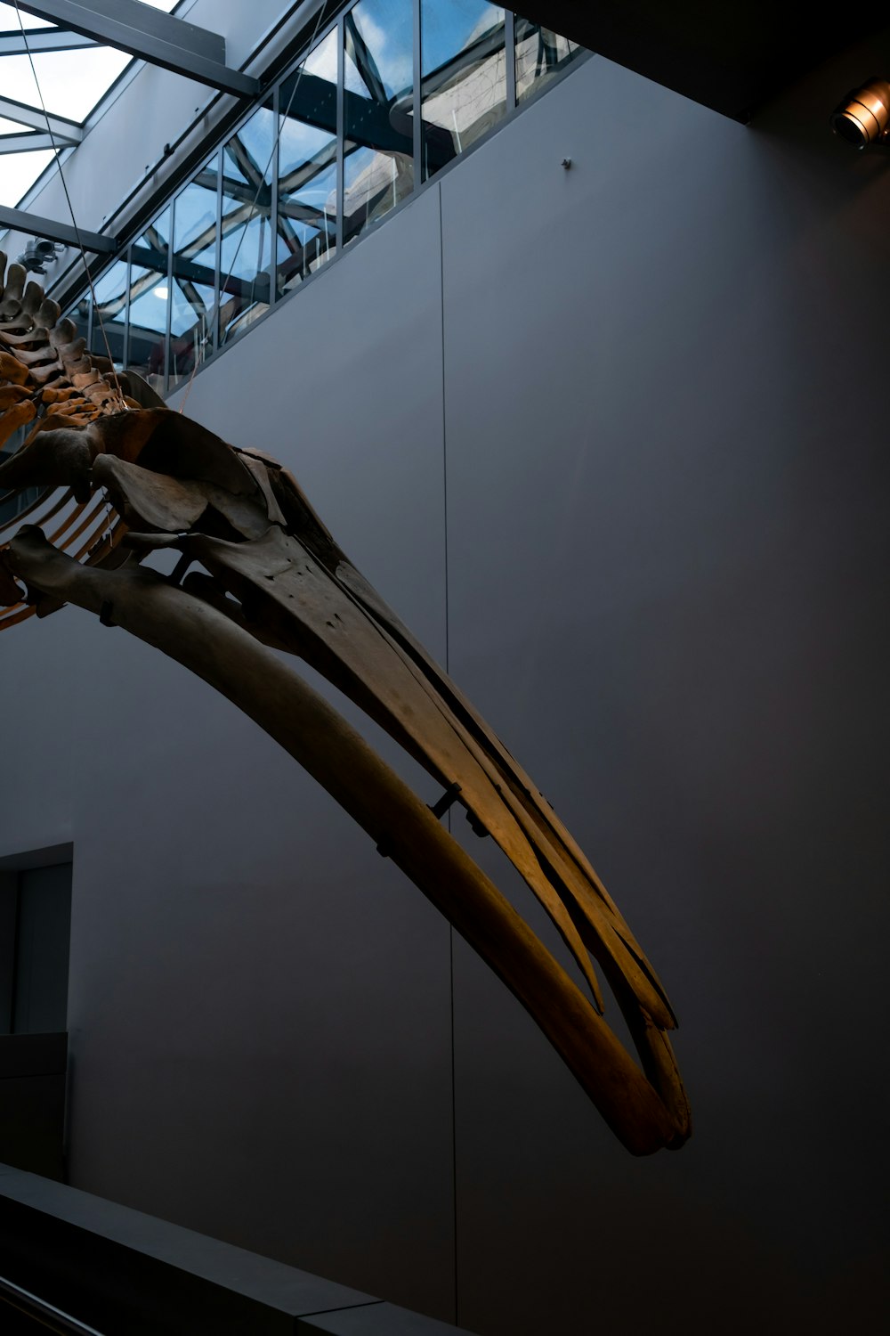 a large dinosaur skeleton hanging from the ceiling