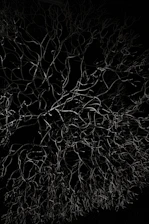 a black and white photo of a tree at night