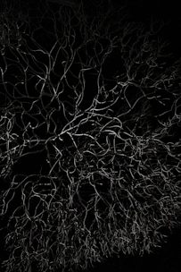 a black and white photo of a tree at night