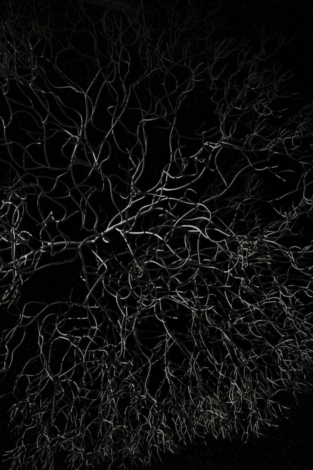 a black and white photo of a tree at night