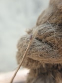 Jute Fiber