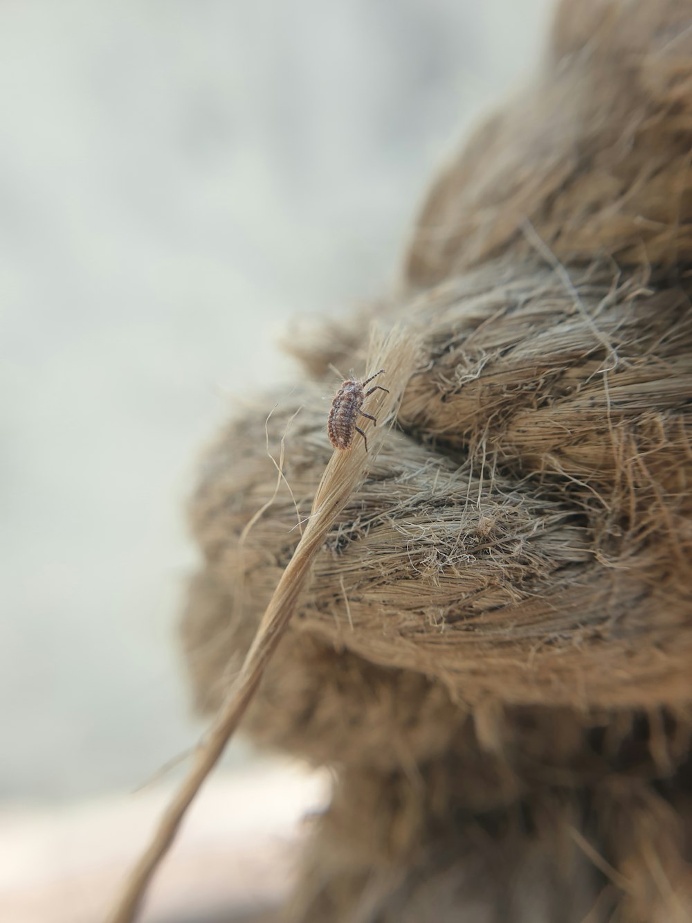 a close up of a hair with a bug on it