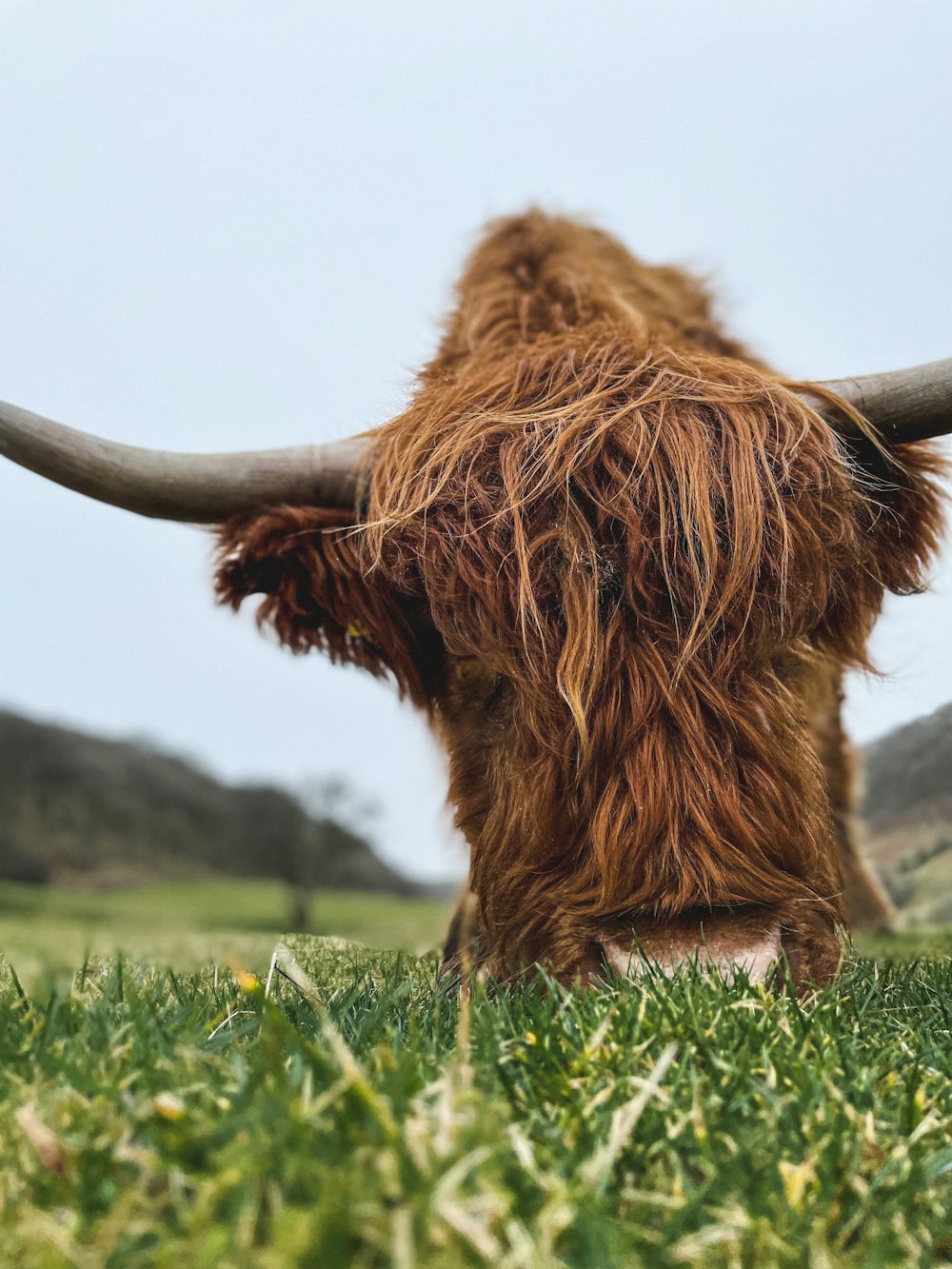 a long haired cow with large horns standing in a field