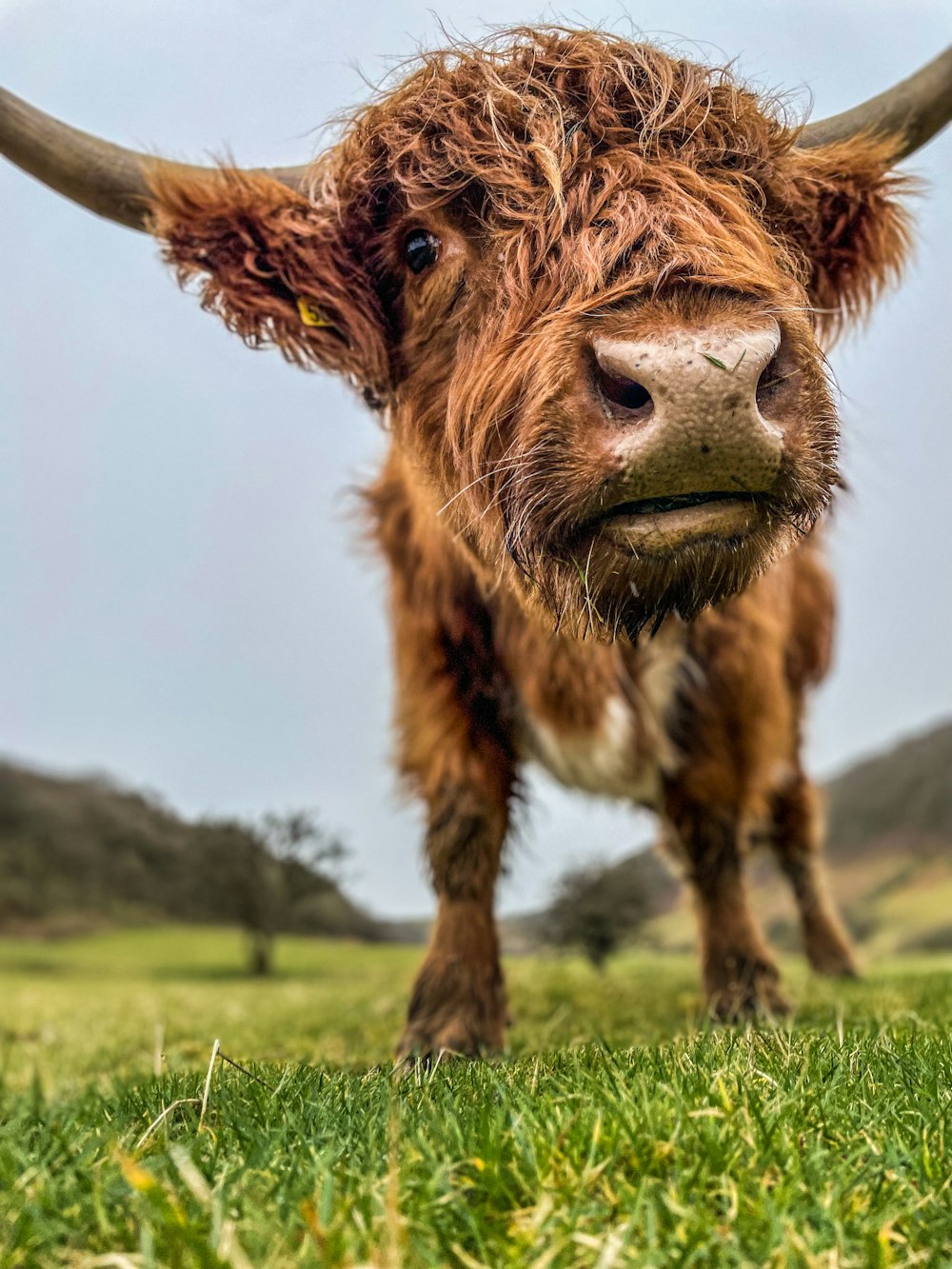 a close up of a cow with very long horns