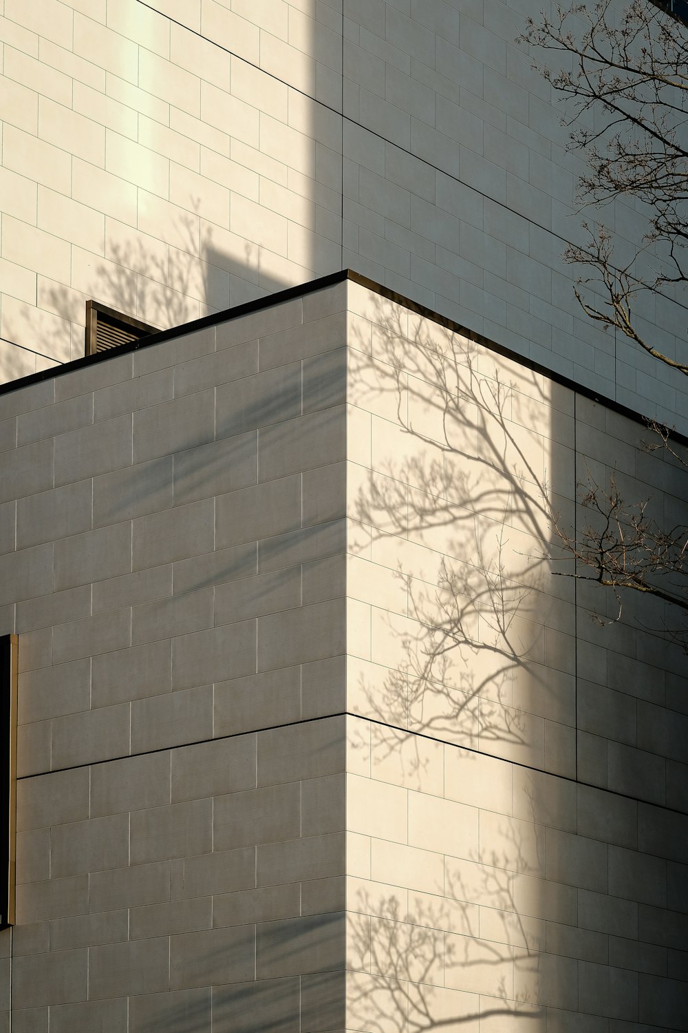 the shadow of a tree on the side of a building