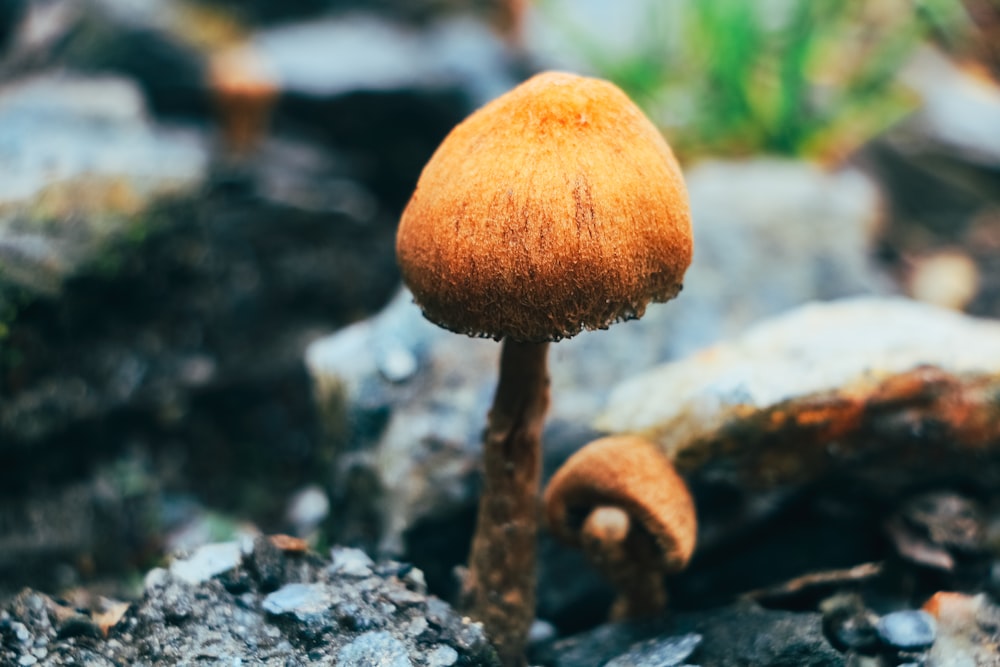 a close up of a mushroom on the ground