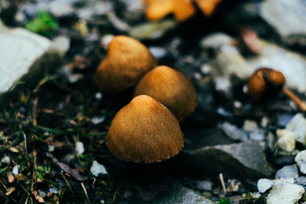 a group of mushrooms that are on the ground