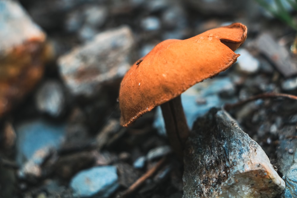 a close up of a mushroom on the ground