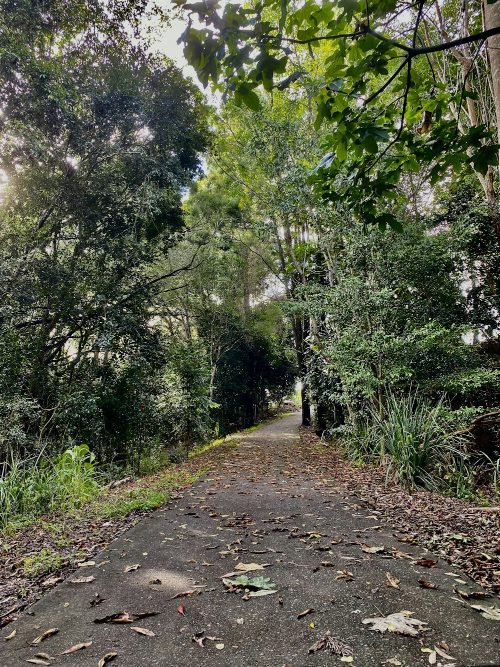 a dirt road surrounded by trees and leaves