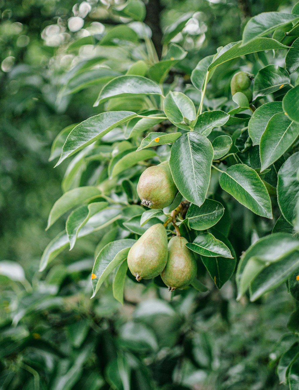 a tree filled with lots of green fruit