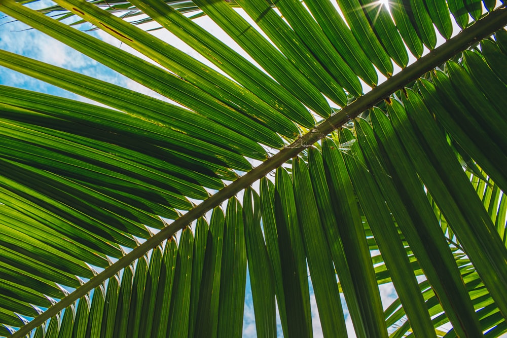 a close up of a palm leaf with a blue sky in the background