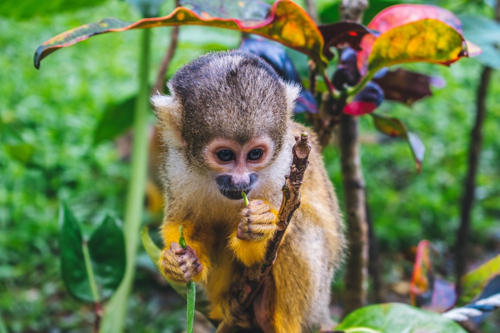 Una piccola scimmia tiene un ramo in bocca