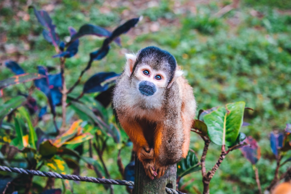 a small monkey sitting on top of a tree branch