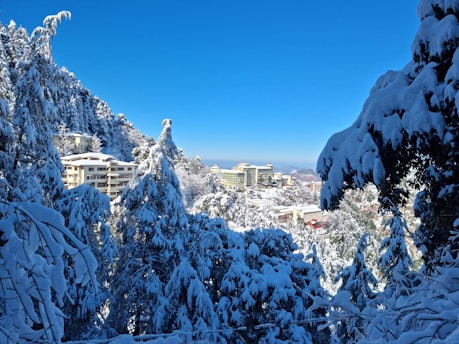 snow covered trees and buildings in the distance