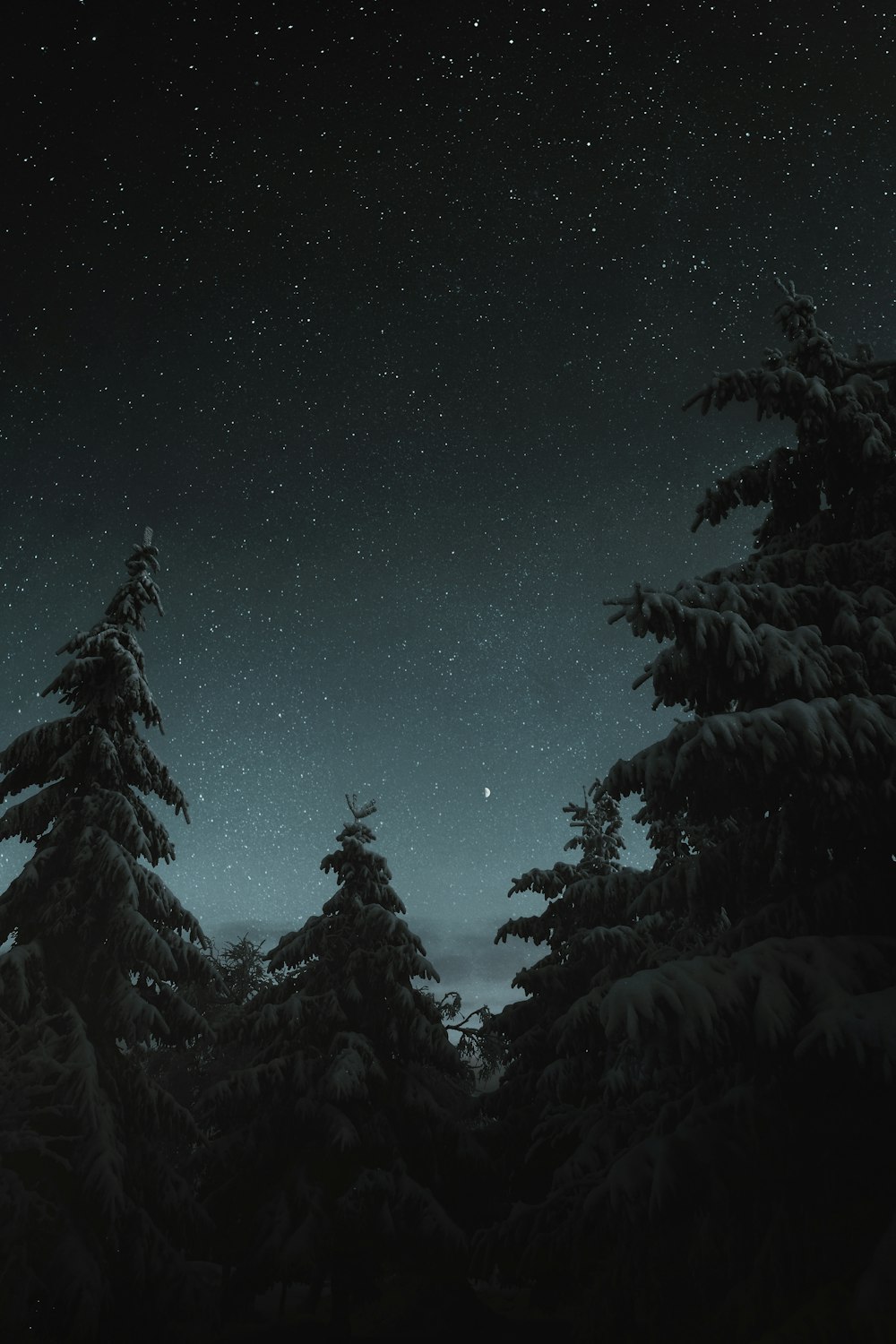 a night sky with stars and trees covered in snow