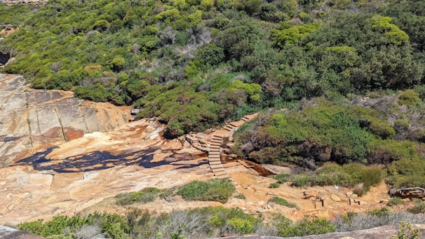 A naturalistic slope reinforced with wooden terraces and native plants.