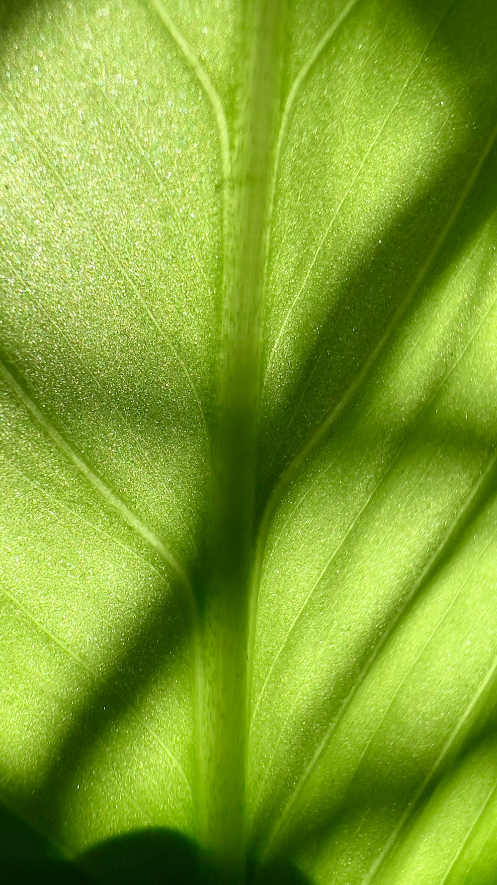 a close up view of a green leaf