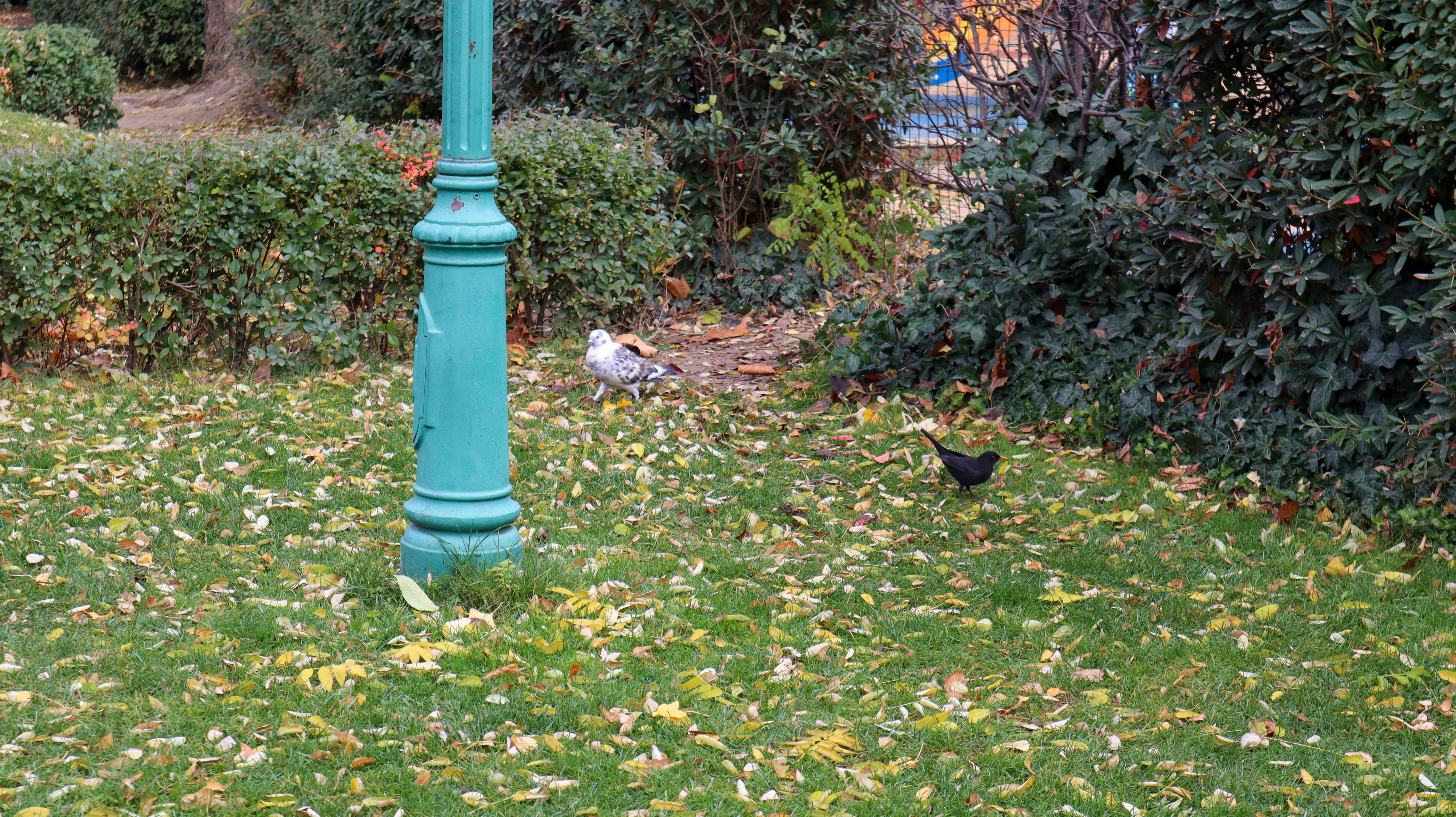 A blue street light sitting on top of a lush green field photo Free