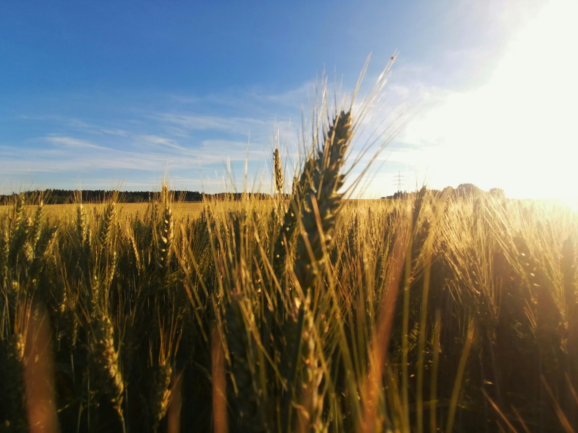 a field of wheat with the sun shining on it