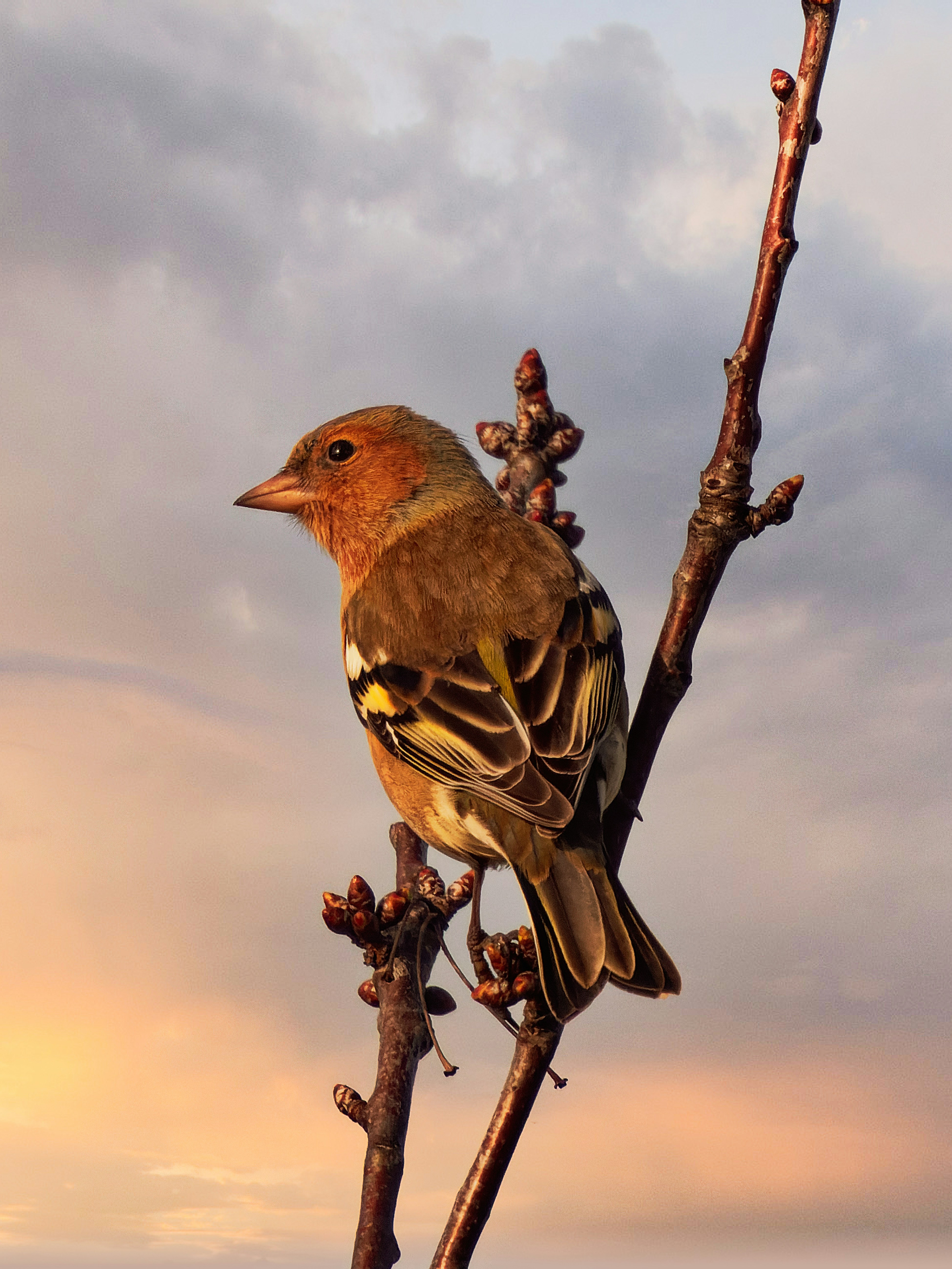 Ein Vogel sitzt auf einem Ast