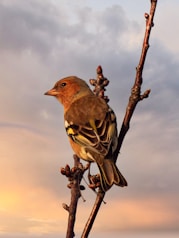 a bird sitting on top of a tree branch