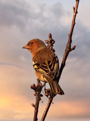 a bird sitting on top of a tree branch