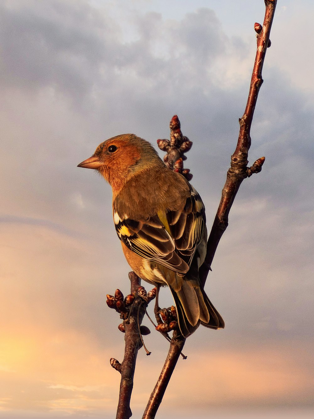 un uccello seduto sulla cima di un ramo d'albero