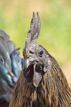 A close-up view of a black chicken with detailed textures on its feathers and comb. The background is blurred, highlighting the chicken's intricate plumage and the iridescent sheen on its feathers.