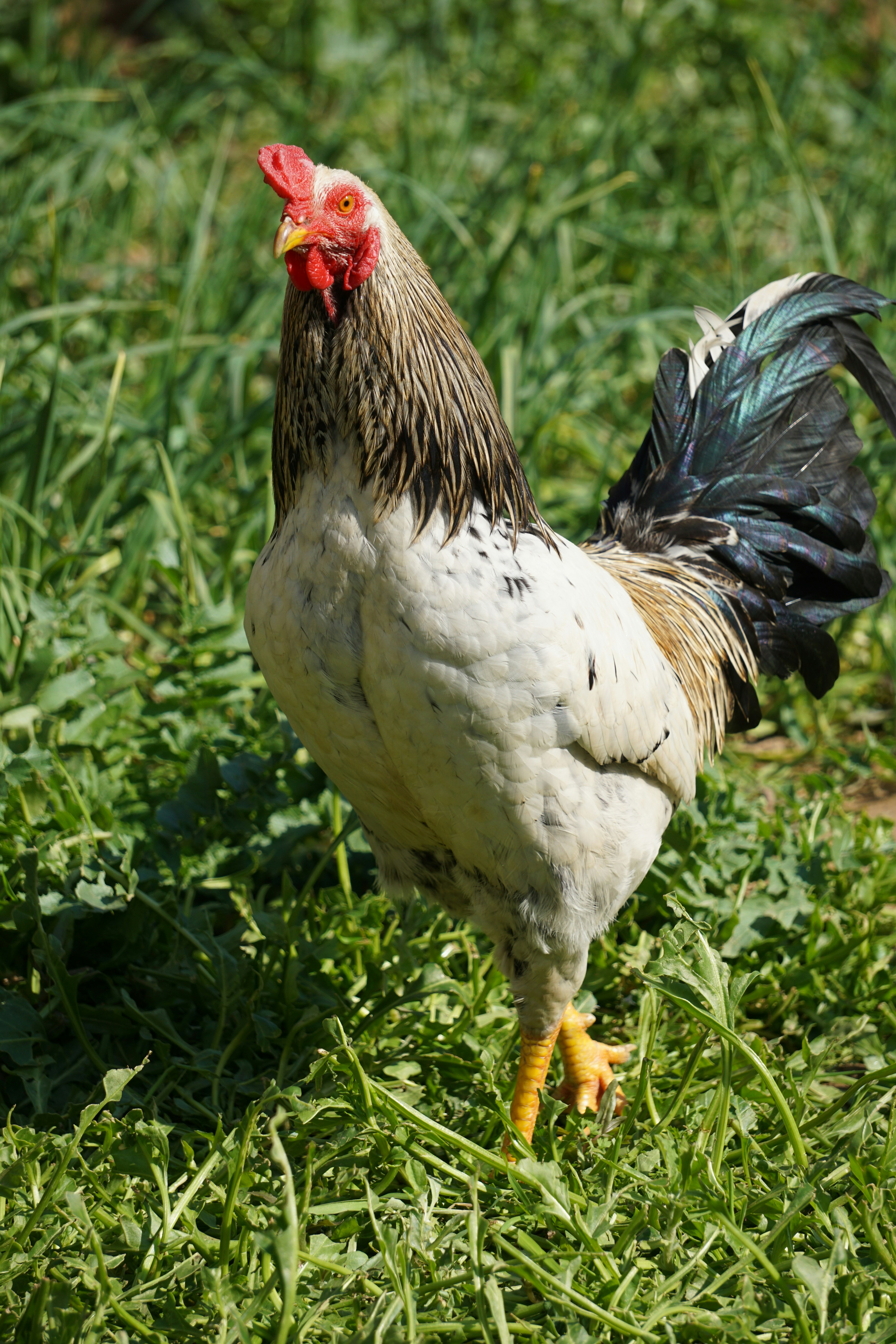 Chicken Charlies Menu