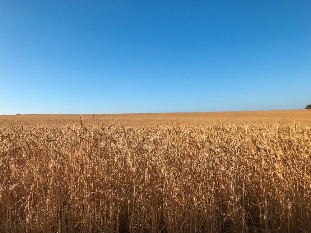 a field of wheat with a blue sky in the background