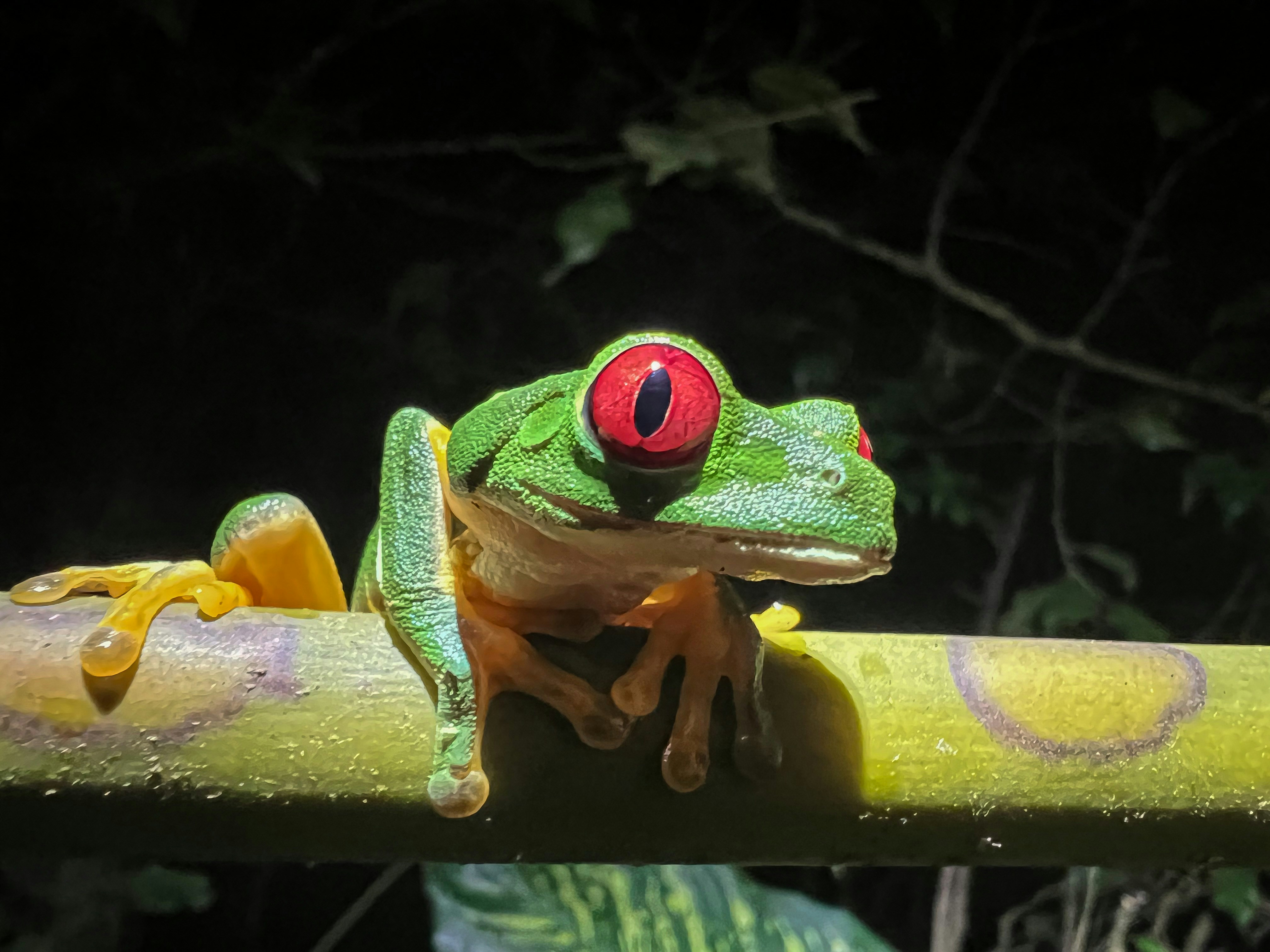 a frog with a red eye sitting on a branch