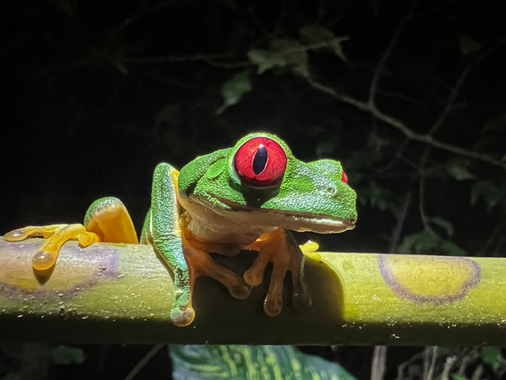 a frog with a red eye sitting on a branch