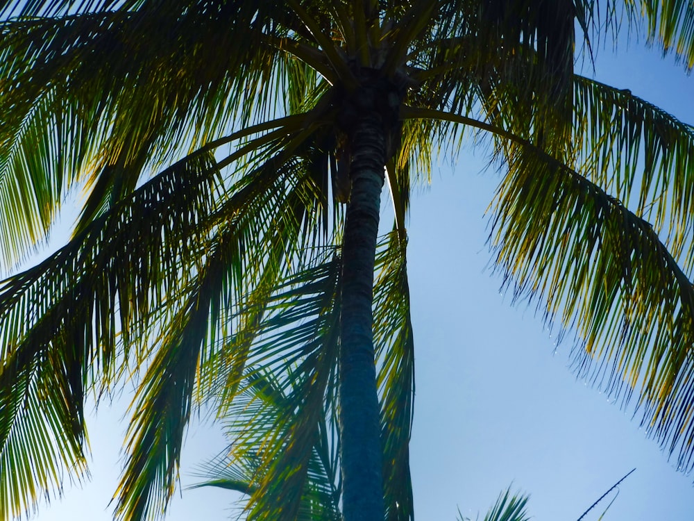 a palm tree with a blue sky in the background