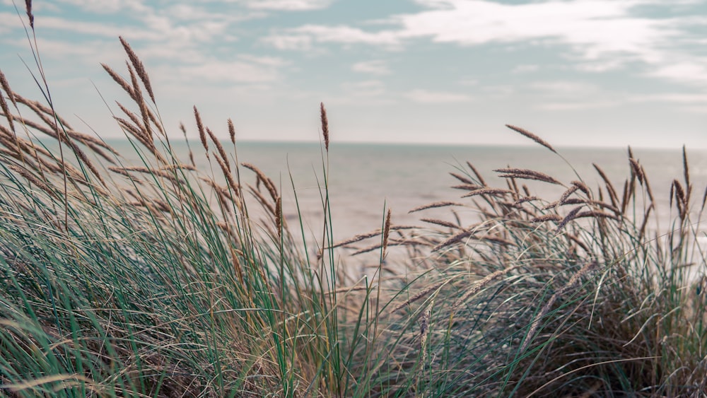 a grassy area next to a body of water