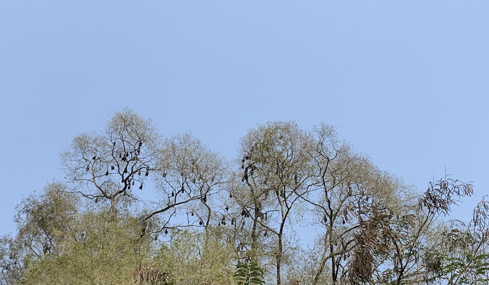 a group of birds sitting on top of trees