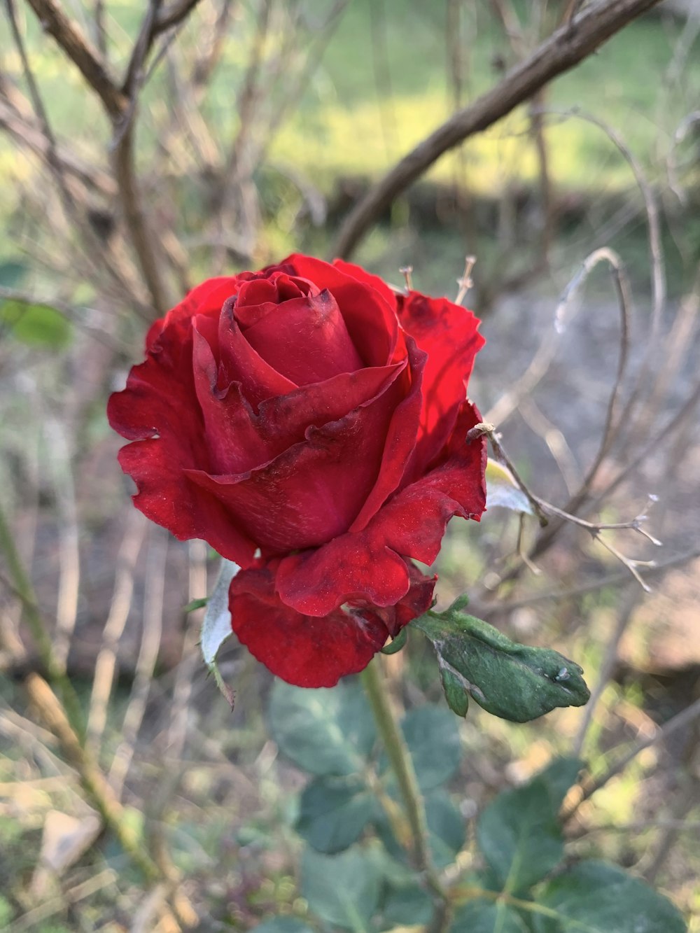 a close up of a red rose in a field