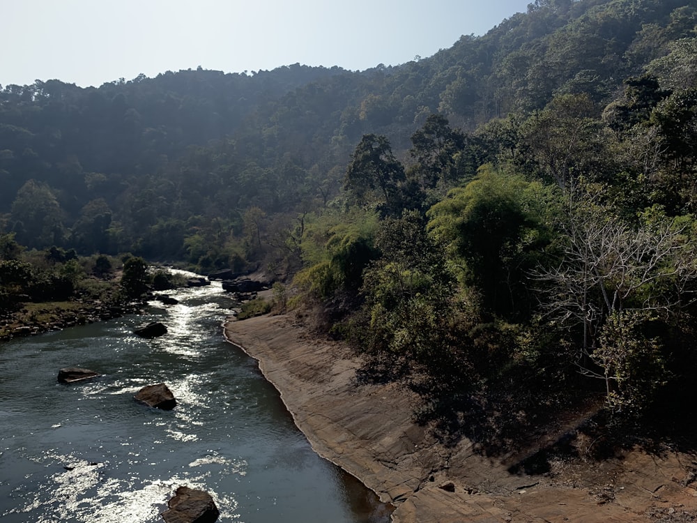 a river running through a lush green forest